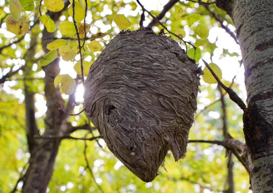 wasp nest, pigeon, wasps hornets, rats, mice, bird control, moles, fast and reliable. dm pest control, pest control, rats, mice, squirels, birds. wasps, hornets, Shrewsbury, Shropshire