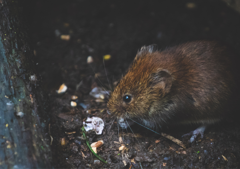 lots of rats. dmpestcontrolshrewsbury.co.uk