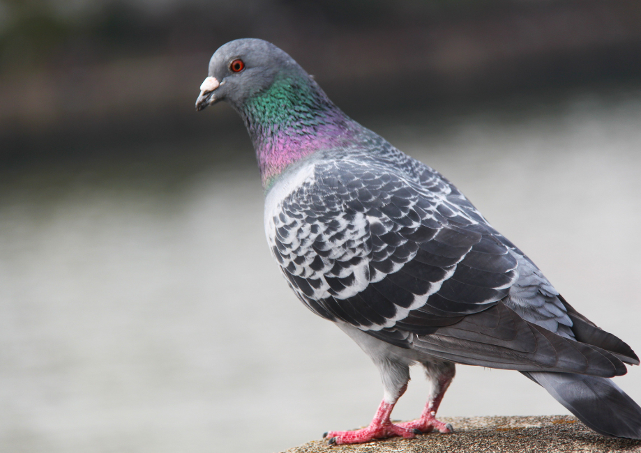 pigeon, wasps hornets, rats, mice, bird control, moles, fast and reliable. dm pest control, pest control, rats, mice, squirels, birds. wasps, hornets, Shrewsbury, Shropshire